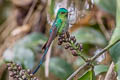 Long-tailed Sylph Aglaiocercus kingii mocoa 