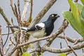 Magpie Tanager Cissopis leverianus