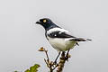 Magpie Tanager Cissopis leverianus