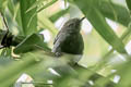 Manu Antbird Cercomacra manu