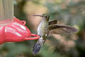 Many-spotted Hummingbird Taphrospilus hypostictus