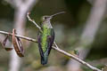 Many-spotted Hummingbird Taphrospilus hypostictus