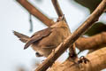 Maranon Thornbird Phacellodomus rufifrons peruvianus