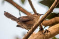 Maranon Thornbird Phacellodomus rufifrons peruvianus