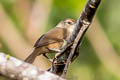 Maranon Thornbird Phacellodomus rufifrons peruvianus