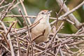 Maranon Thornbird Phacellodomus rufifrons peruvianus