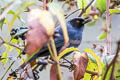 Masked Flowerpiercer Diglossa cyanea melanopis 