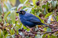 Masked Flowerpiercer Diglossa cyanea melanopis 