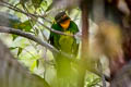 Masked Fruiteater Pipreola pulchra