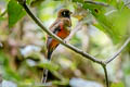 Masked Trogon Trogon personatus submontanus