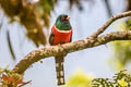 Masked Trogon Trogon personatus heliothrix