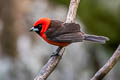 Masked Crimson Tanager Ramphocelus nigrogularis