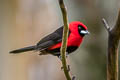 Masked Crimson Tanager Ramphocelus nigrogularis