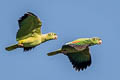 Mealy Amazon Amazona farinosa farinosa