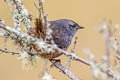 Milpo Tapaculo Scytalopus sp. nov.