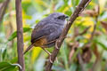 Milpo Tapaculo Scytalopus sp. nov.