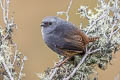 Milpo Tapaculo Scytalopus sp. nov.