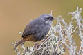 Milpo Tapaculo Scytalopus sp. nov.