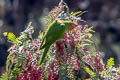 Mitred Parakeet Psittacara mitratus mitratus