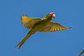 Mitred Parakeet Psittacara mitratus mitratus