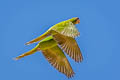 Mitred Parakeet Psittacara mitratus mitratus