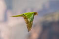 Mitred Parakeet Psittacara mitratus mitratus