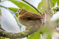 Montane Foliage-gleaner Anabacerthia striaticollis yungae