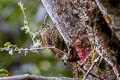 Montane Woodcreeper Lepidocolaptes lacrymiger carabayae