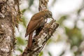 Montane Woodcreeper Lepidocolaptes lacrymiger warscewiczi 