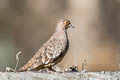 Moreno's Ground Dove Metriopelia morenoi (Bare-eyed Ground Dove)