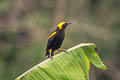 Moriche Oriole Icterus cayanensis chrysocephalus