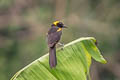 Moriche Oriole Icterus cayanensis chrysocephalus