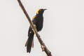 Moriche Oriole Icterus cayanensis chrysocephalus