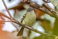 Mottle-cheeked Tyrannulet Phylloscartes ventralis angustirostris