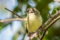 Mottle-cheeked Tyrannulet Phylloscartes ventralis angustirostris