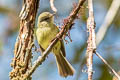 Mottle-cheeked Tyrannulet Phylloscartes ventralis angustirostris