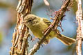 Mottle-cheeked Tyrannulet Phylloscartes ventralis angustirostris