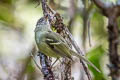 Mottle-cheeked Tyrannulet Phylloscartes ventralis angustirostris