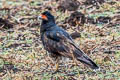 Mountain Caracara Phalcoboenus megalopterus