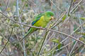 Mountain Parakeet Psilopsiagon aurifrons aurifrons