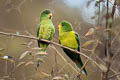 Mountain Parakeet Psilopsiagon aurifrons aurifrons