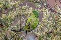 Mountain Parakeet Psilopsiagon aurifrons aurifrons