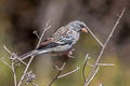 Mourning Sierra Finch Rhopospina fruticeti peruvianus