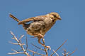 Mourning Sierra Finch Rhopospina fruticeti peruvianus