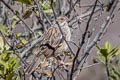 Mourning Sierra Finch Rhopospina fruticeti peruvianus