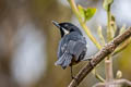 Moustached Flowerpiercer Diglossa mystacalis pectoralis