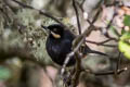 Moustached Flowerpiercer Diglossa mystacalis albilinea 