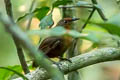 Musician Wren Cyphorhinus arada modulator