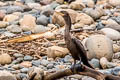 Neotropic Cormorant Nannopterum brasilianum brasilianum (Olivaceous Cormorant)