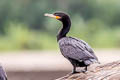 Neotropic Cormorant Nannopterum brasilianum brasilianum (Olivaceous Cormorant)